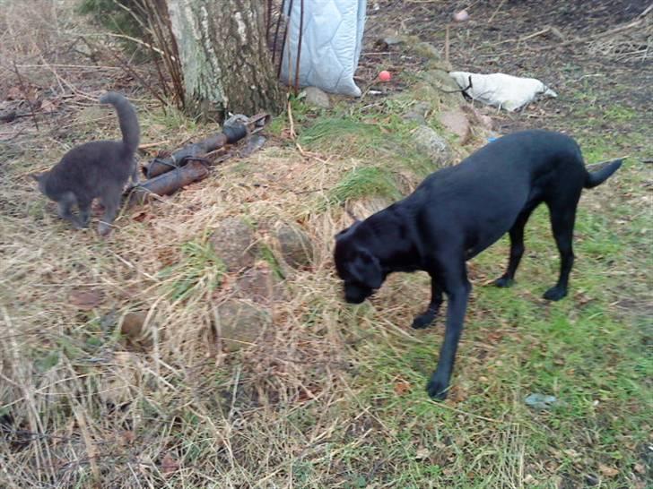 Russian Blue Wau Wau - Wau wau og Fister Foto: Lullu/Mig billede 19