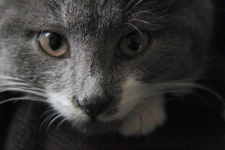 Blanding af racer Lucky Pedro The Moonlight Fighter billede 1