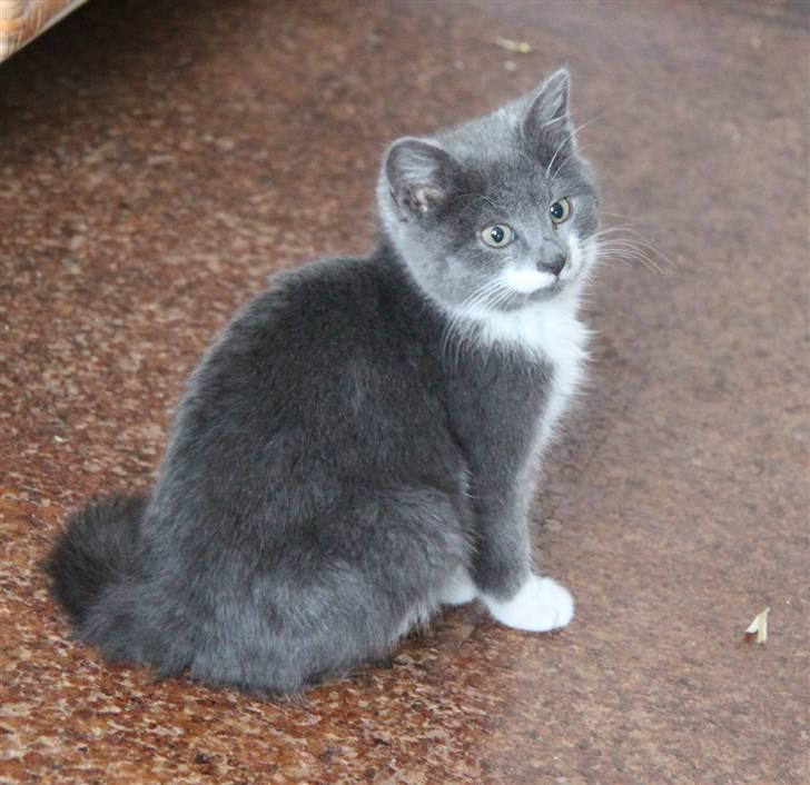 Blanding af racer Lucky Pedro The Moonlight Fighter billede 2