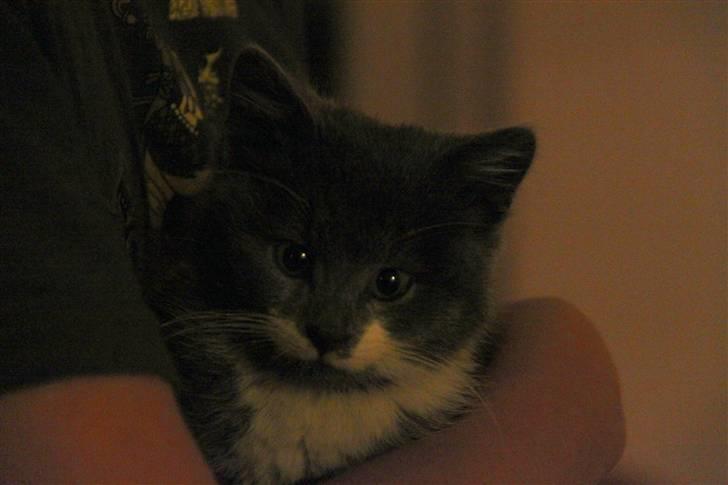 Blanding af racer Lucky Pedro The Moonlight Fighter - Lige da han var kommet hjem, her er det lillebror der holder ham. UNDSKYLD KVALITET! :) billede 3