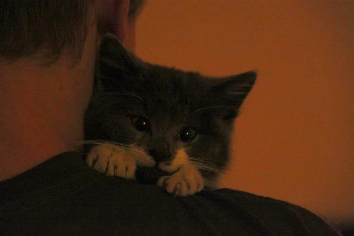 Blanding af racer Lucky Pedro The Moonlight Fighter - Lige da han var kommet hjem, her er det storebror der holder ham. UNDSKYLD KVALITET! :) billede 4