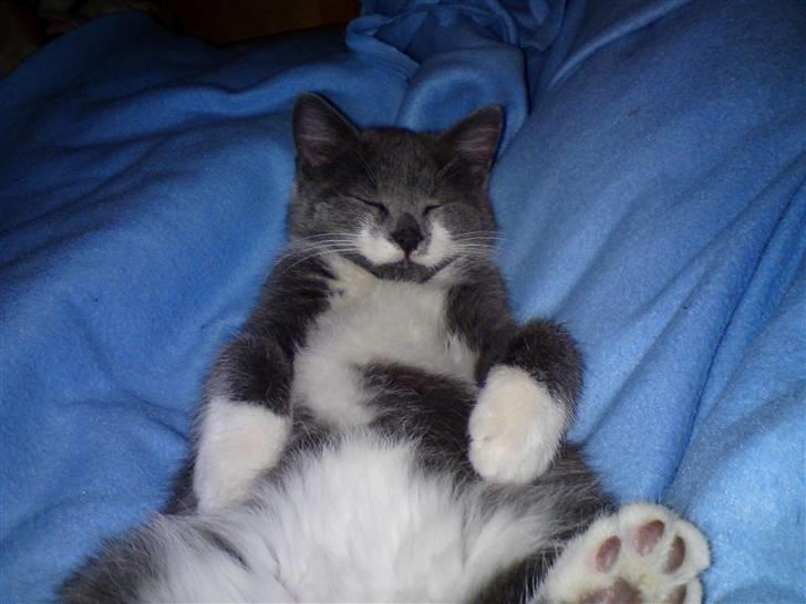 Blanding af racer Lucky Pedro The Moonlight Fighter - Kattens yndlingsmåde at sove på :-) billede 5