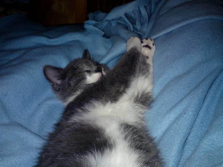 Blanding af racer Lucky Pedro The Moonlight Fighter billede 6