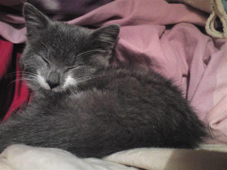 Blanding af racer Lucky Pedro The Moonlight Fighter - Den første nat han var her.. billede 7