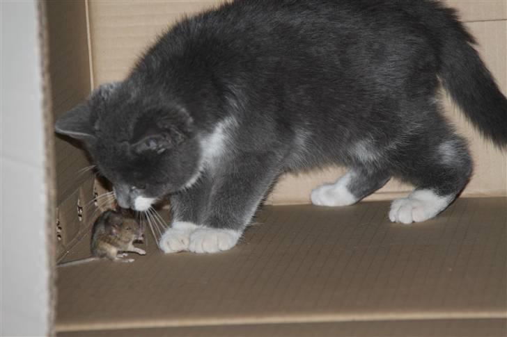 Blanding af racer Lucky Pedro The Moonlight Fighter - Da der var en mus i køkkenet! Så lukke vi bare katten derind, og så var han igang med at lege xD. (Ja, det er en RIGTIG mus) billede 8