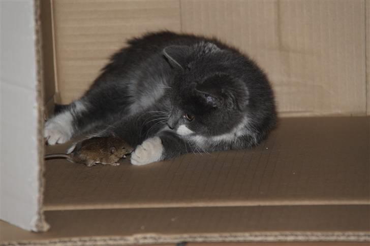 Blanding af racer Lucky Pedro The Moonlight Fighter - Da der var en mus i køkkenet! Så lukke vi bare katten derind, og så var han igang med at lege xD. (Ja, det er en RIGTIG mus) billede 9