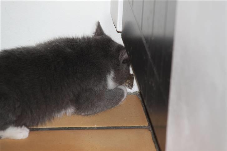 Blanding af racer Lucky Pedro The Moonlight Fighter - Da der var en mus i køkkenet! Så lukke vi bare katten derind, og så var han igang med at lege xD. (Ja, det er en RIGTIG mus) billede 10