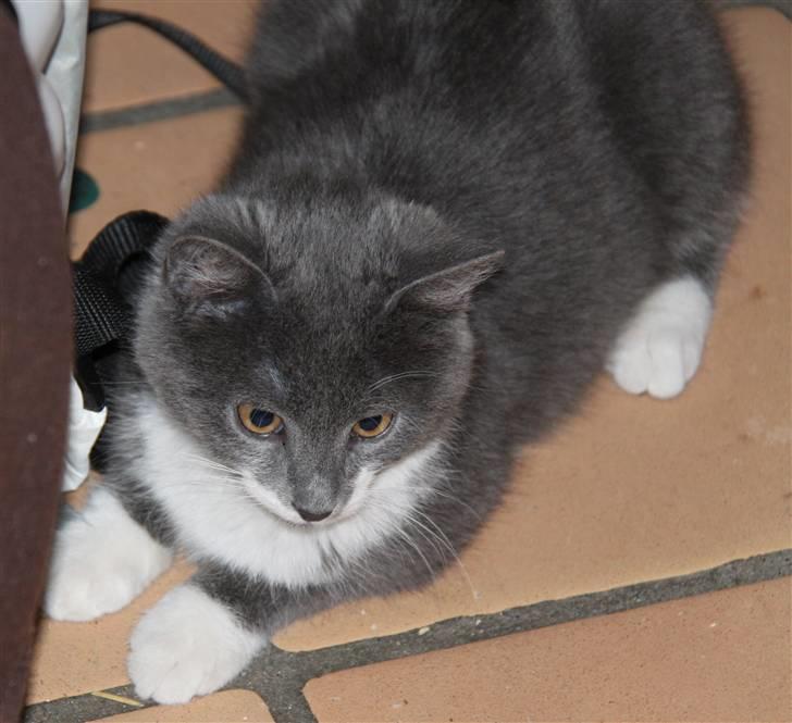 Blanding af racer Lucky Pedro The Moonlight Fighter billede 11