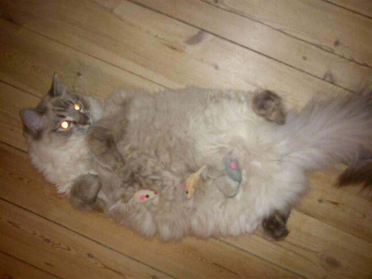 Ragdoll Poul billede 14