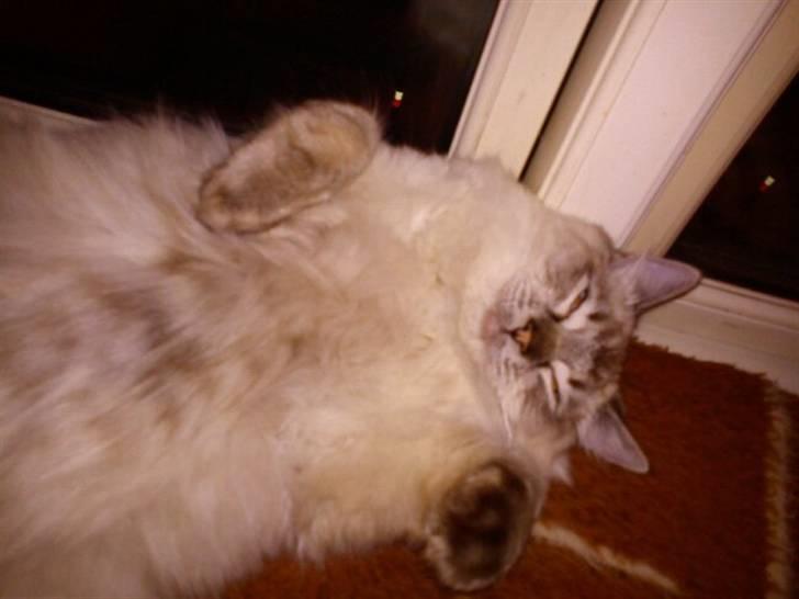 Ragdoll Poul billede 15