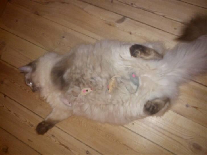 Ragdoll Poul billede 16