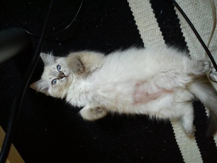 Ragdoll Poul billede 17