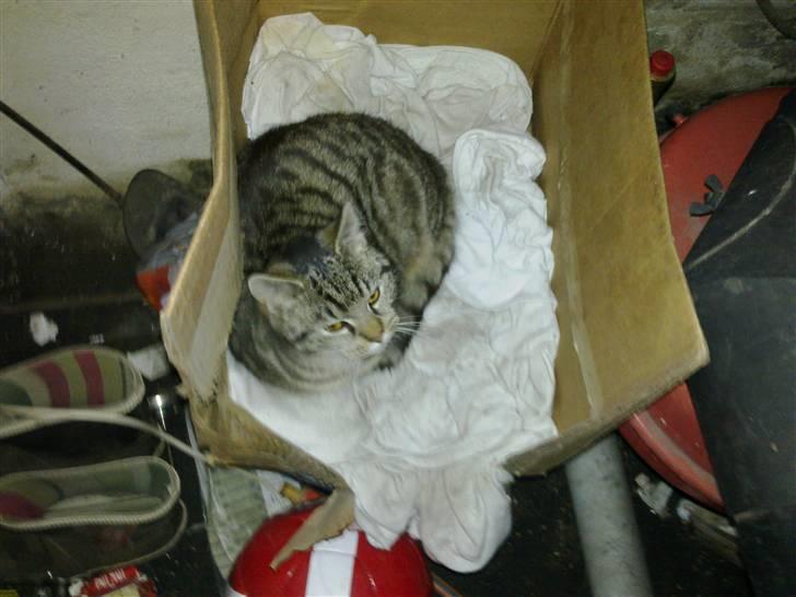 Blanding af racer Julle billede 5