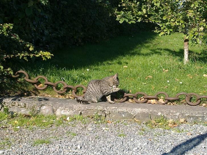 Blanding af racer Julle billede 6