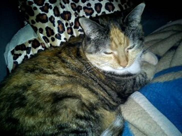 Huskat Bianca aka Fru Kat billede 12