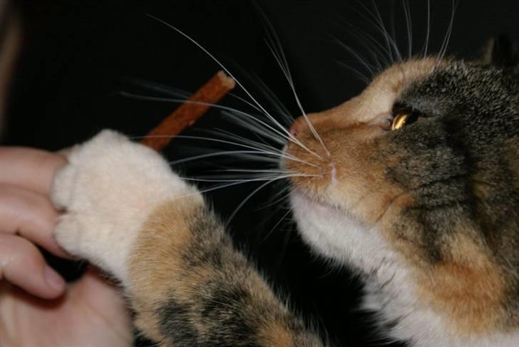 Huskat Bianca aka Fru Kat - Dagens godbid billede 13