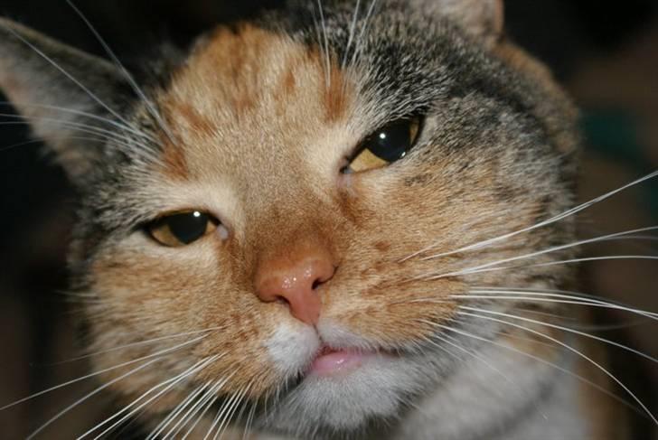 Huskat Bianca aka Fru Kat billede 1