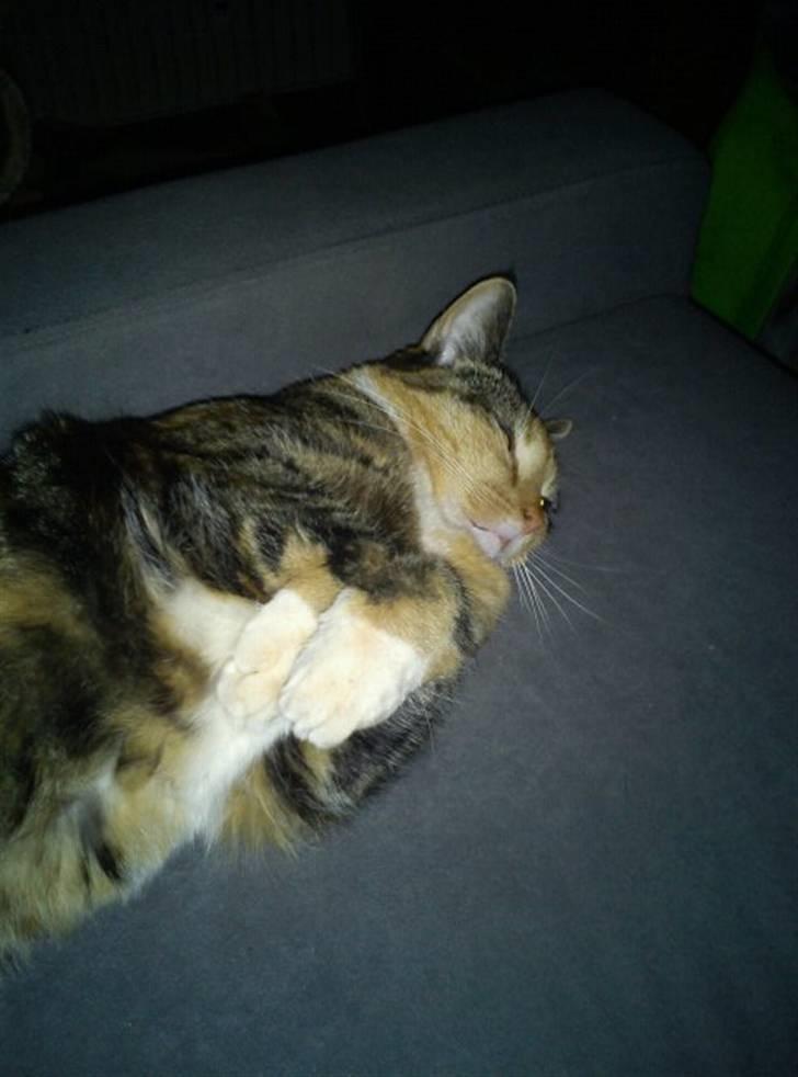 Huskat Bianca aka Fru Kat - Jeg ligger bare og hygger mig billede 14