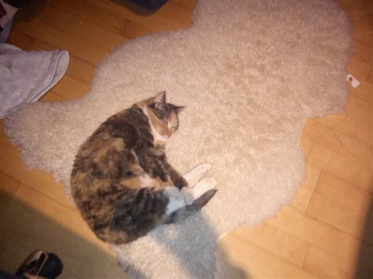 Huskat Bianca aka Fru Kat - Den kan ikke ses, men hun ligger her foran vores helt nye gasovn. billede 15