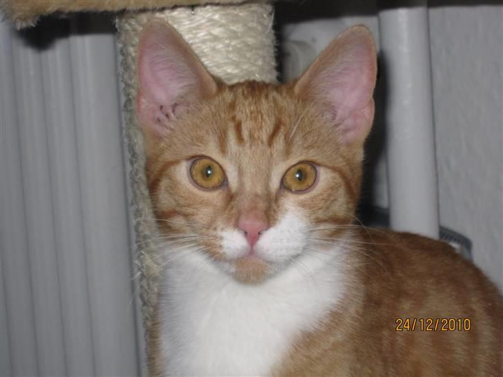 Blanding af racer Twix billede 1