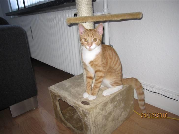 Blanding af racer Twix billede 2