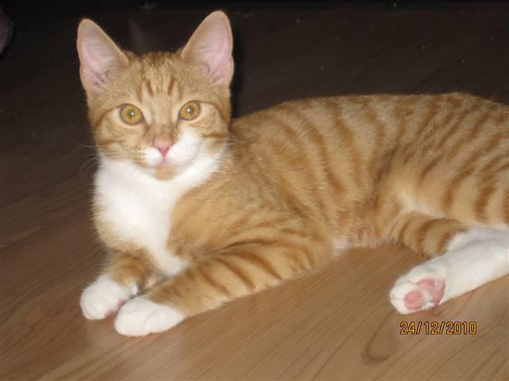 Blanding af racer Twix billede 3