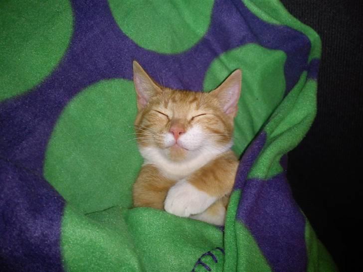 Blanding af racer Twix billede 4