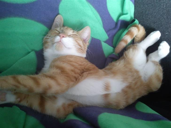 Blanding af racer Twix billede 5