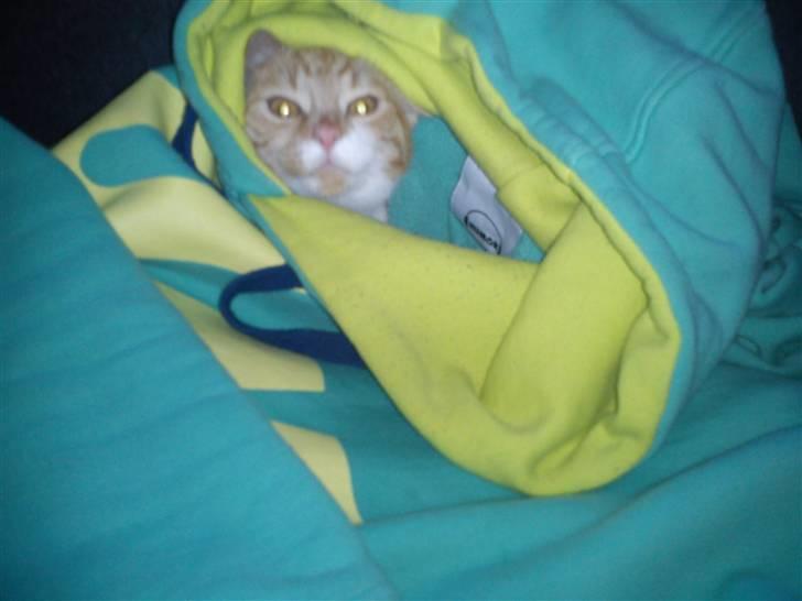 Blanding af racer Twix billede 6