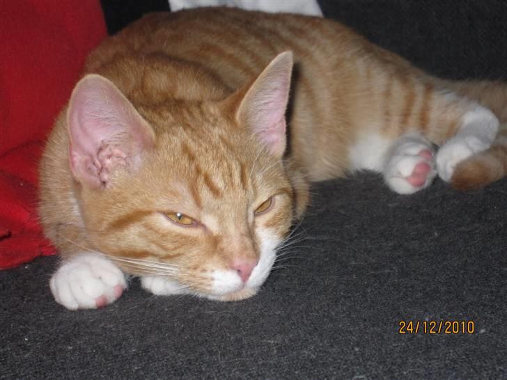 Blanding af racer Twix billede 8