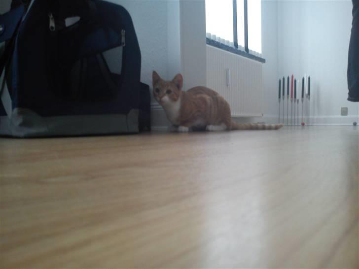 Blanding af racer Twix billede 9