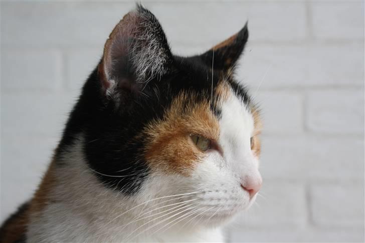 Huskat Mini (min fars kat) billede 1