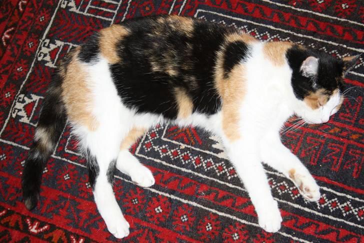 Huskat Mini (min fars kat) billede 2