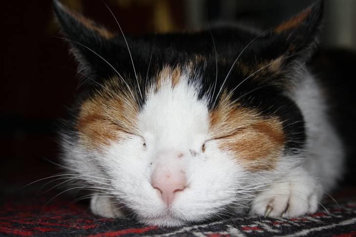 Huskat Mini (min fars kat) billede 3