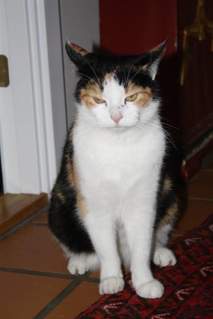 Huskat Mini (min fars kat) billede 4