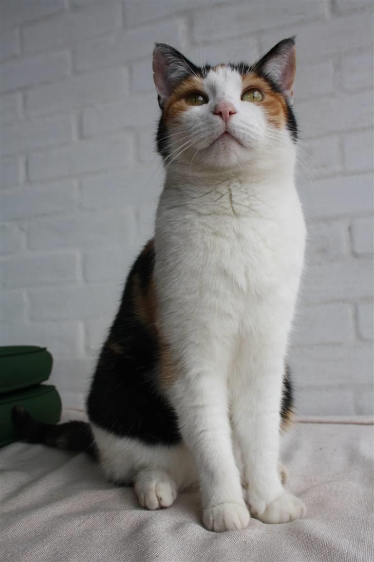 Huskat Mini (min fars kat) billede 5