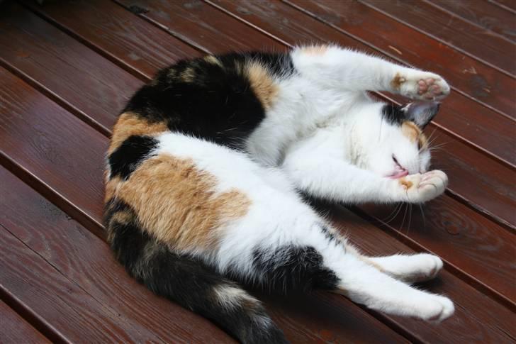 Huskat Mini (min fars kat) billede 6