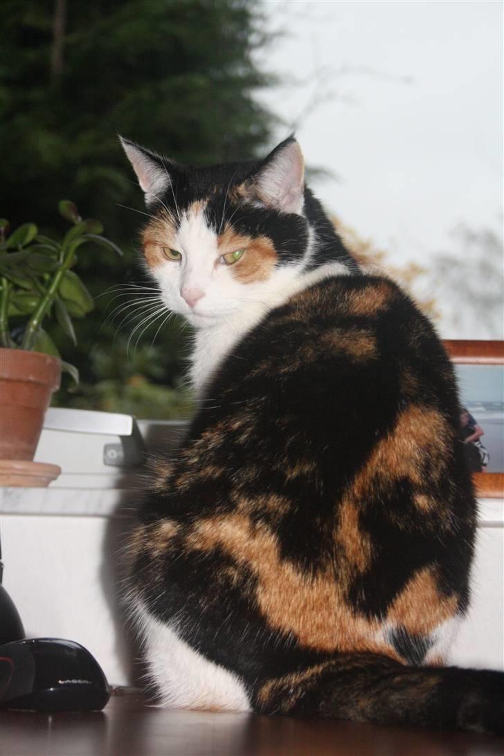 Huskat Mini (min fars kat) billede 7