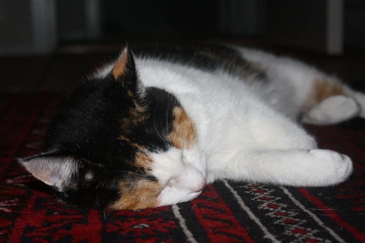 Huskat Mini (min fars kat) billede 8