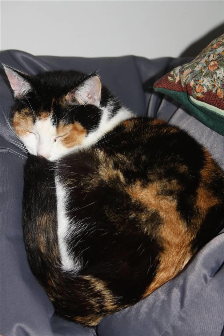 Huskat Mini (min fars kat) billede 9