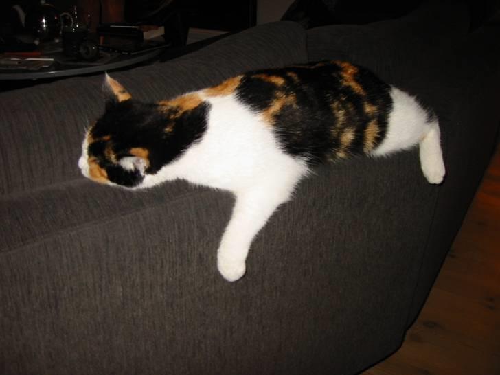 Huskat Mini (min fars kat) billede 10