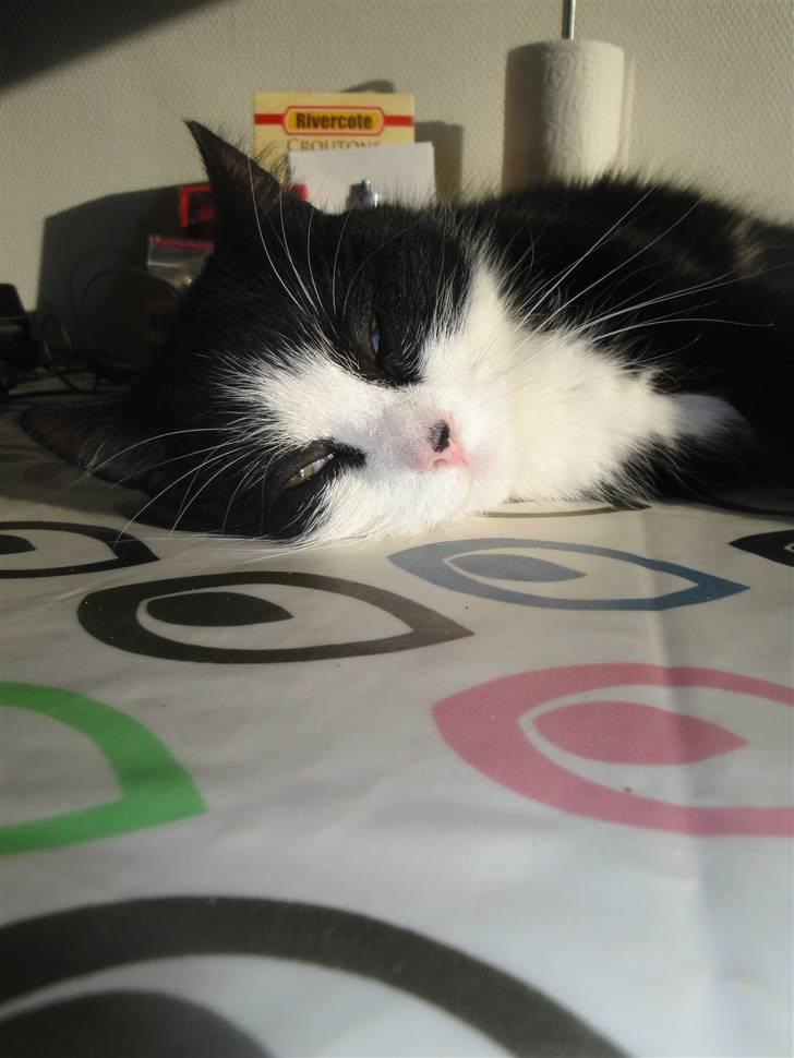 Blanding af racer Sille - 1)  hej velkommen til silles profil ~foto: mig :D billede 1