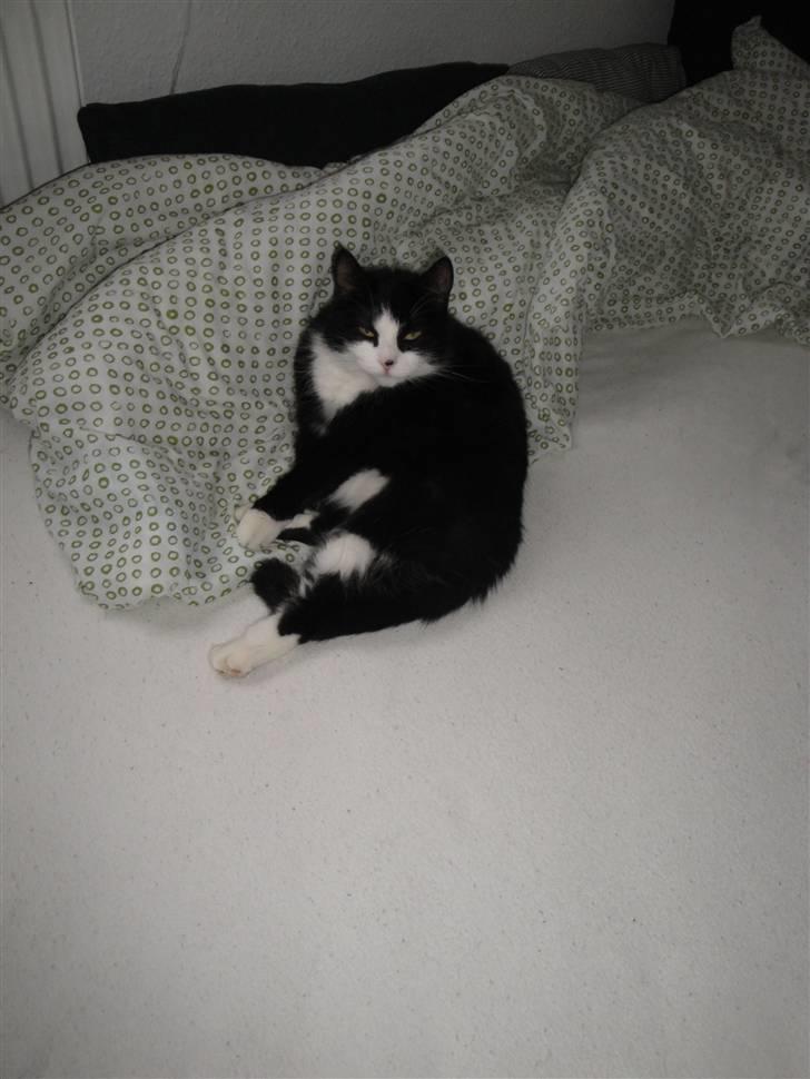 Blanding af racer Sille - 2)  jeg er lidt sød  ~foto: mig (; billede 2