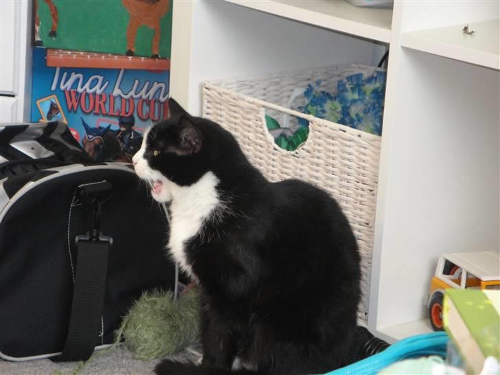 Blanding af racer Sille - 3) farlig misser  ~foto: mig :) billede 3