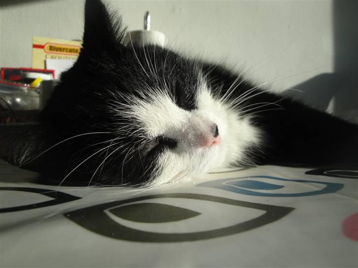 Blanding af racer Sille - 4)   jeg nyder mit liv  ~foto: mig :p billede 4