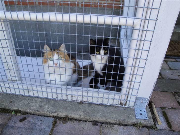 Blanding af racer Sille - 5)~foto: mig (-: billede 5