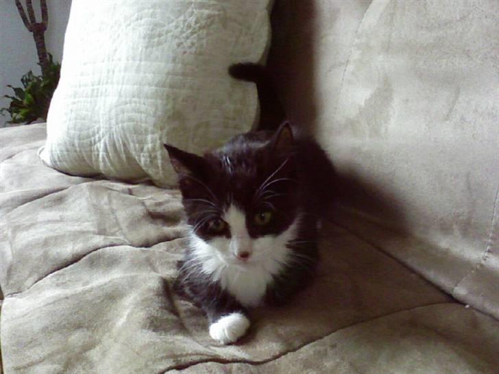 Blanding af racer Sille - 6)  lille sille  ~foto: mig d; billede 6