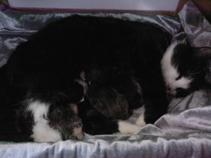 Blanding af racer Sille - 7)   sille og hendes killinger  ~foto: mig :b billede 7