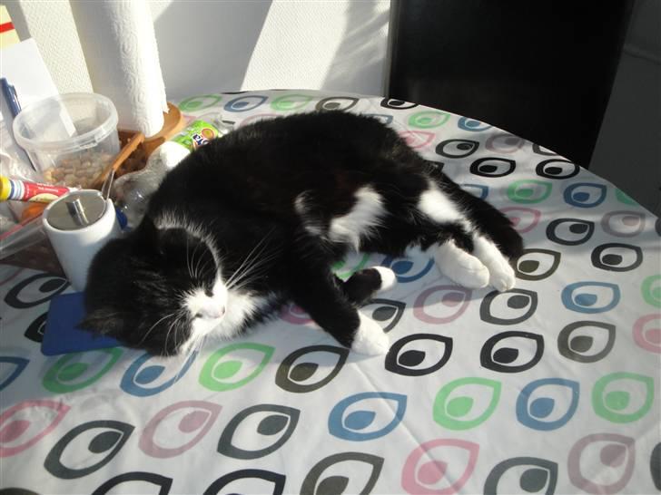 Blanding af racer Sille - 8)   jeg elsker at ligge på bordet når det er sol (fye ha sille ikke på bordet :D:D) ~foto: mig ;) billede 8