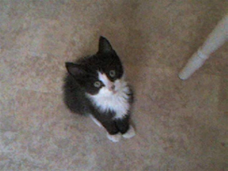 Blanding af racer Sille - 9)  baby sille hun er sød(undsyld kvaliteten)  ~foto: mig (: billede 9